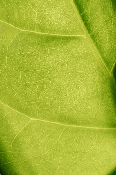 Абстрактный Фон Зеленых Листьев Макро — стоковое фото
