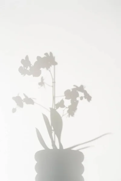 美丽的白色兰花在白色背景上的影子. — 图库照片