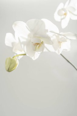 Beyaz arkaplanda güzel beyaz bir orkide.
