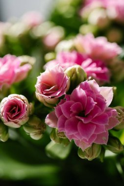 Pembe ev çiçekleri yukarıdan yakın planda çiçek açarlar..