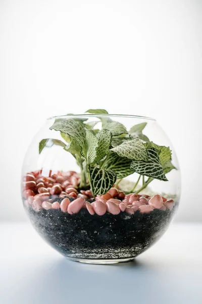 Florario transparente con vista frontal de plantas caseras. — Foto de Stock