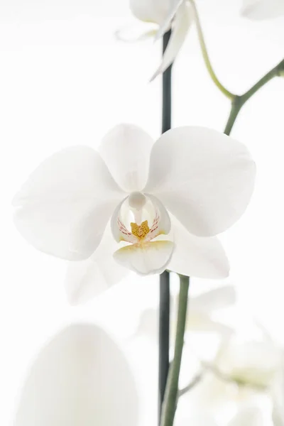 Красивая белая орхидея на белом фоне. — стоковое фото