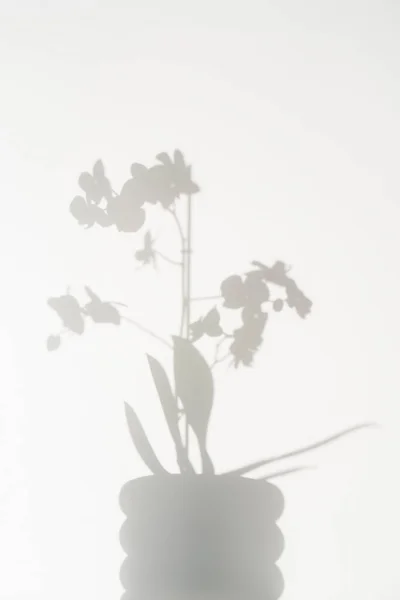 白い背景に美しい白い蘭の影. — ストック写真