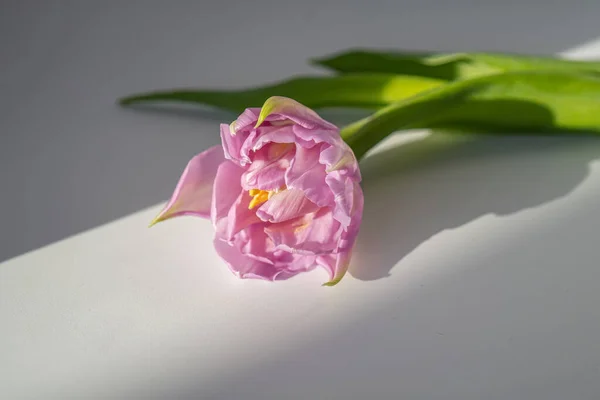 白いテーブルの上にチューリップの花の背景。トップ表示. — ストック写真