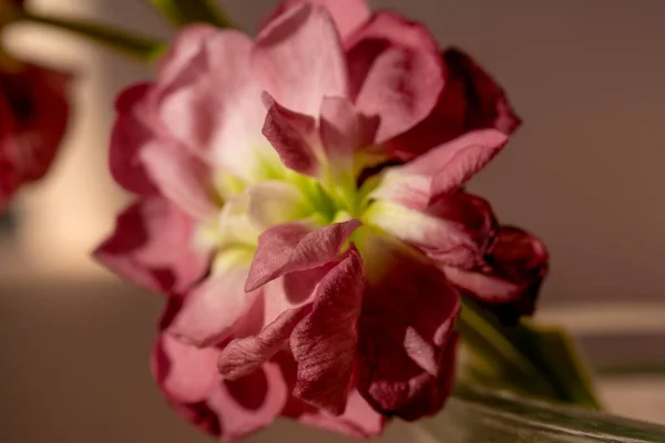 Piękne abstrakcyjne tło z kwiatami i wazonami. Obraz Stockowy
