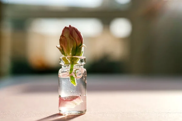 Butelka kosmetycznego żelu z różanym kwiatem. Obrazy Stockowe bez tantiem