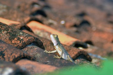 Evin çatısından kameraya bakan bir bukalemun.