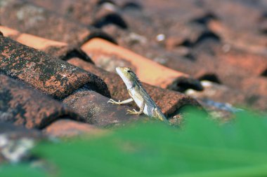 Evin çatısından kameraya bakan bir bukalemun.