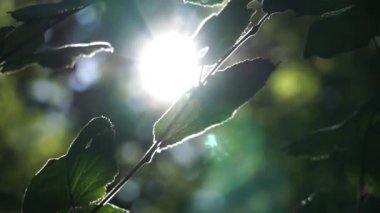 Güneş ışınları ağaçların yeşil yapraklarında yol alır.. 
