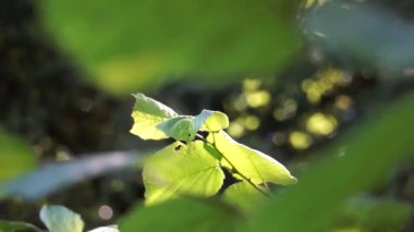 Güneş ışınları ağaçların yeşil yapraklarında yol alır.. 