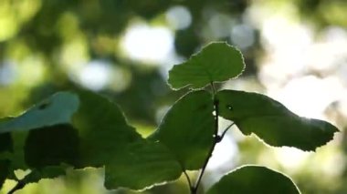 Güneş ışınları ağaçların yeşil yapraklarında yol alır.. 