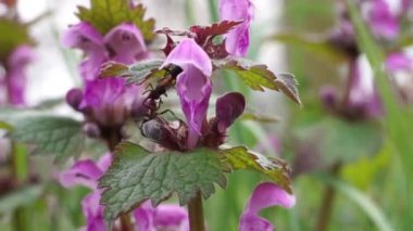 Orman karıncaları mor ölü ısırgan otundan nektar topluyor