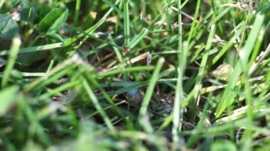Lasius çeşnili sarı karınca kraliçesi gün batımında yeşil çimenleri alıyor. Yaklaş.