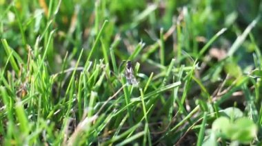 Lasius çeşnili sarı karınca kraliçesi gün batımında yeşil çimenleri alıyor. Yaklaş.