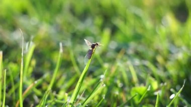 Lasius çeşnili sarı karınca kraliçesi gün batımında yeşil çimenleri alıyor. Yaklaş.