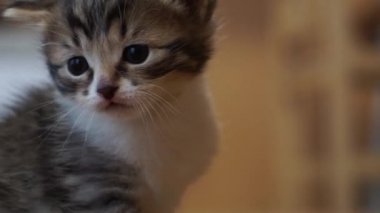 Yumuşak kulaklı kediler halıda oynuyor.