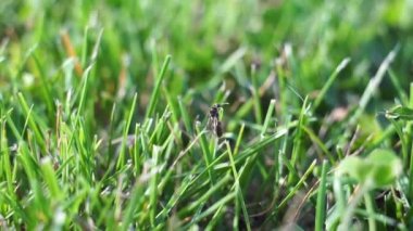 Lasius çeşnili sarı karınca kraliçesi gün batımında yeşil çimenleri alıyor. Yaklaş.