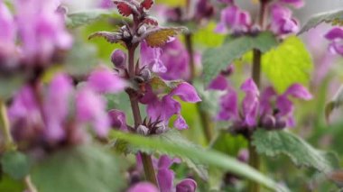 Orman karıncaları mor ölü ısırgan otundan nektar topluyor