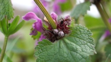 Orman karıncaları mor ölü ısırgan otundan nektar topluyor