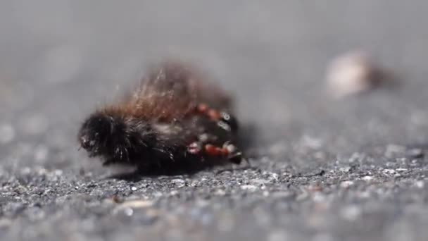 Мурахи нападають і кусають гусеницю на вулиці — стокове відео