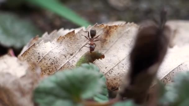 Мурахи захопили зелену гусеницю і перетягнули її вздовж землі. крупним планом комах — стокове відео