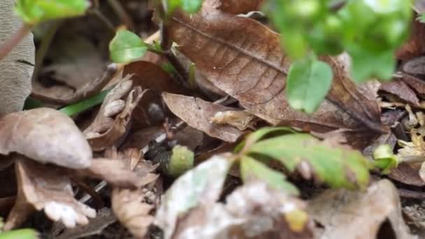 Ameisen haben die grüne Raupe gefangen und schleifen sie am Boden entlang. Insekten aus nächster Nähe — Stockvideo