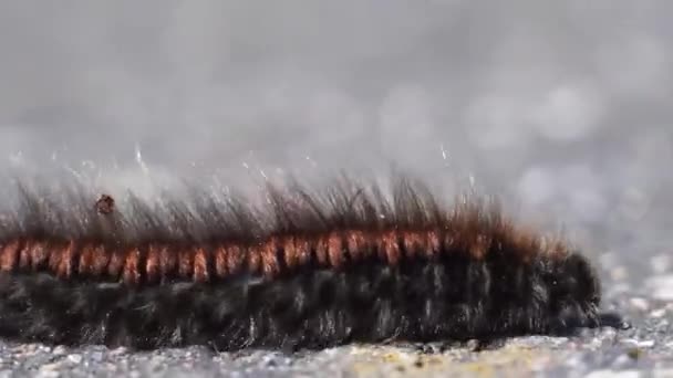 Муравьи нападают и кусают гусеницу на улице — стоковое видео