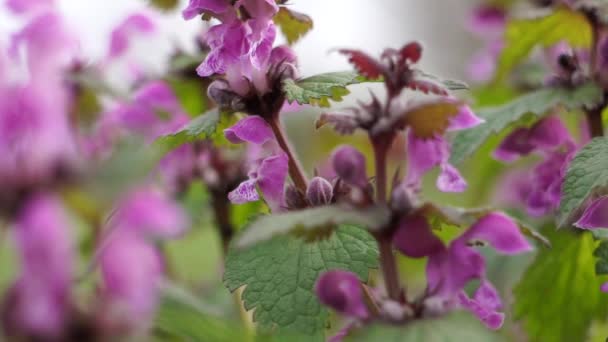 Forrest ants collecting nectar of purple dead nettle — Stock Video