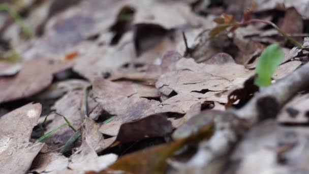 Bir grup siyah karınca yapraklar ve bitkiler arasında orman zemininde yürüyor. — Stok video