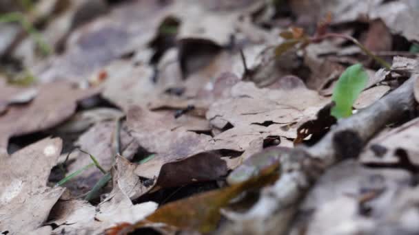 Dav černých mravenců kráčejících po lesní půdě mezi listím a rostlinami — Stock video