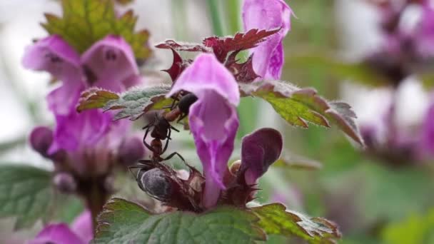 Мурахи лісу збирають нектар фіолетової мертвої кропиви — стокове відео