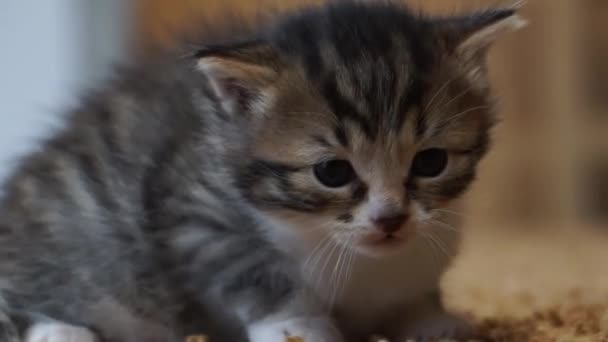 カーペットの上で遊んでいるフロッピー耳の子猫 — ストック動画