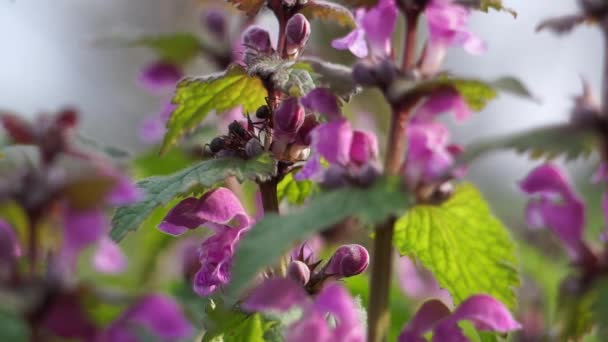 Hormigas silvestres recolectando néctar de ortiga púrpura muerta — Vídeos de Stock