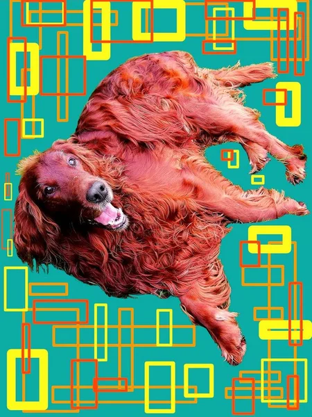 Relaxing dog. A smiling Irish Setter lies in the middle of a graphic background that resembles an elecronic component.