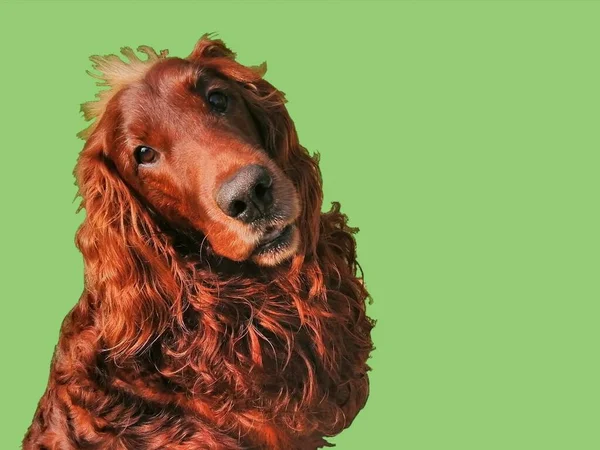 Портрет Ірландського Поселенця Приємний Червоно Коричневий Пес Дивиться Камеру Зеленому — стокове фото