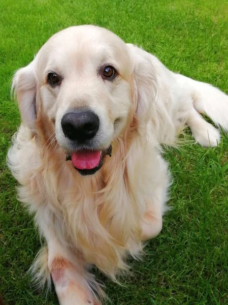 Adorável Golden Retriever Gentil Feliz Cremoso Cão Branco Sorrindo — Fotografia de Stock