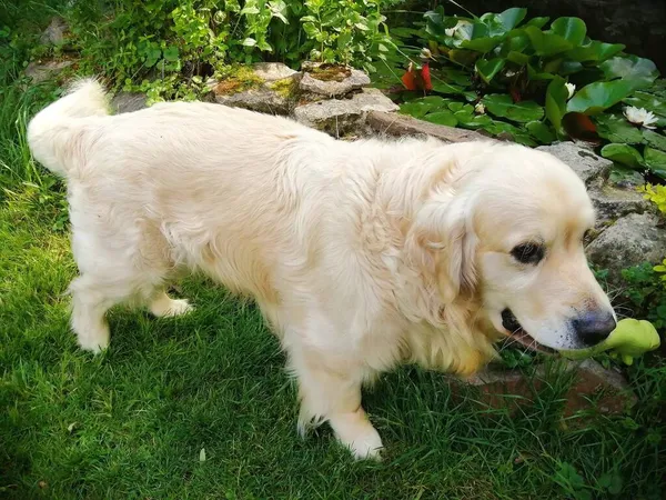Bonito Golden Retriever Cão Terno Adorável Caminha Com Brinquedo Boca — Fotografia de Stock