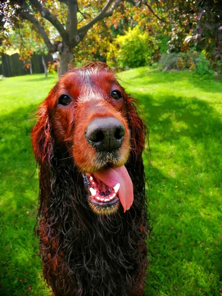 Cão Encantador Banhado Retrato Setter Irlandês Com Língua Para Fora — Fotografia de Stock