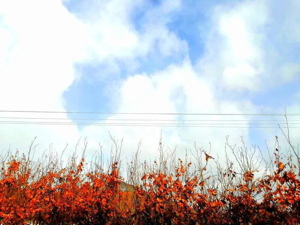 Céu Com Linhas Energia Fios Elétricos Cerca Sebe Com Folhas — Fotografia de Stock