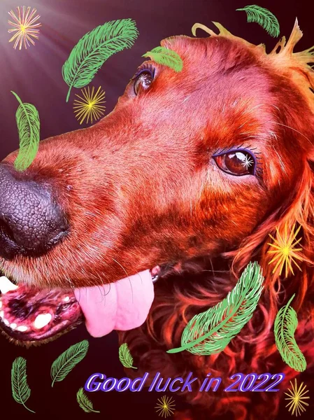 Happy New Year 2022 with adorable dog. An interesting Irish Setter with a cute tongue sticking out to the side and sensitive eyes on a subtle dark background made of stars and feathers and rays of light.