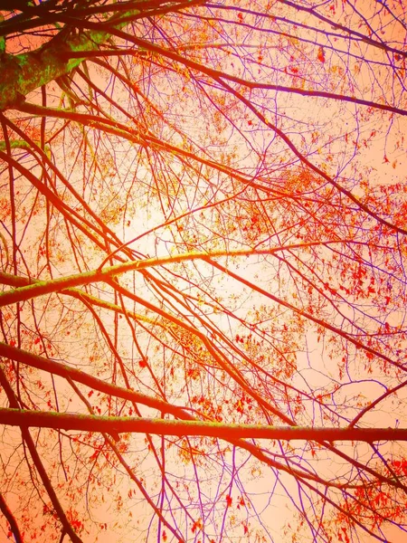 Апельсиновий Фон Сонце Світить Через Дерево Створюючи Яке Помаранчеве Світло — стокове фото