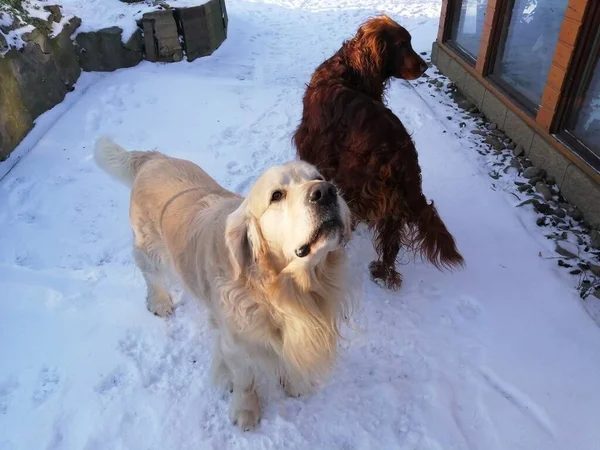 Two hafani in the snow. A singing Golden Retriever and next to him stands the Irish Setter.