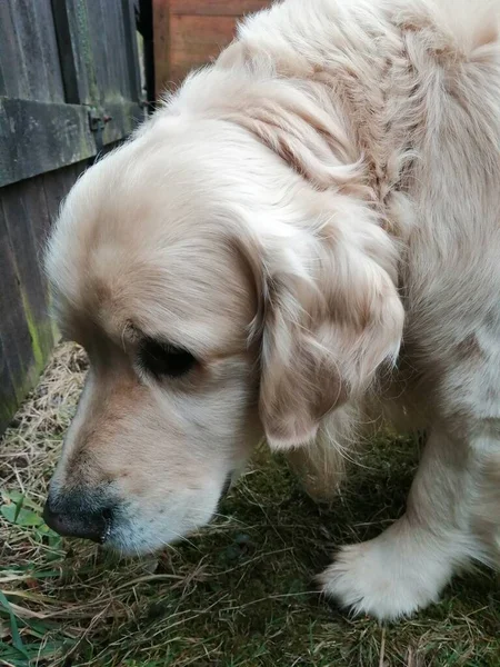 Zdjęcie Golden Retrievera Dociekliwy Entuzjastyczny Pies Węszący Wokół Ogrodzenia — Zdjęcie stockowe
