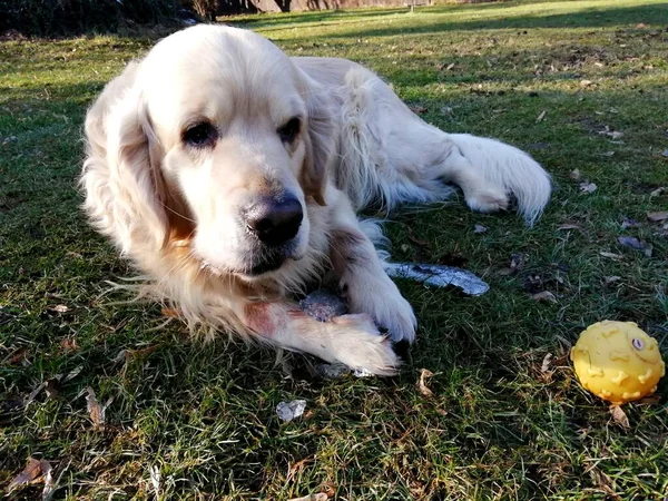 Ładny Golden Retriever Lodem Przytulanka Zabawny Pies Leży Trawniku Zimie — Zdjęcie stockowe