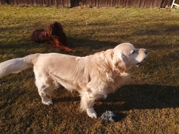 Kutya Barátok Golden Retriever Szetter Élvezze Napos Téli Nap Kertben — Stock Fotó