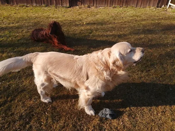 Amigos Del Perro Golden Retriever Irish Setter Disfrutan Soleado Día —  Fotos de Stock