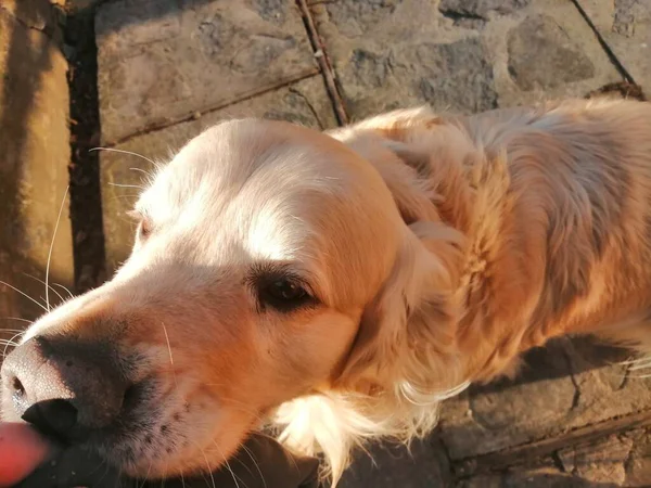 Cão Brincalhão Bonito Golden Retriever Puxa Pedaço Pano — Fotografia de Stock