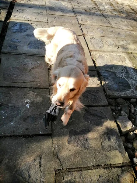 Que Retriever Giro Cachorro Brincalhão Que Caminha Pelo Jardim Dia — Fotografia de Stock