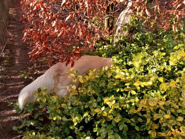 Kuyruk. Meraklı bir evcil hayvanın kuyruğu. Çalılıklardaki bir şeyi hevesle inceleyen bir Golden Retriever.. 