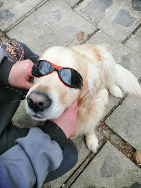 Mascota Con Gafas Curioso Golden Retriever Con Gafas Sol Las — Foto de Stock